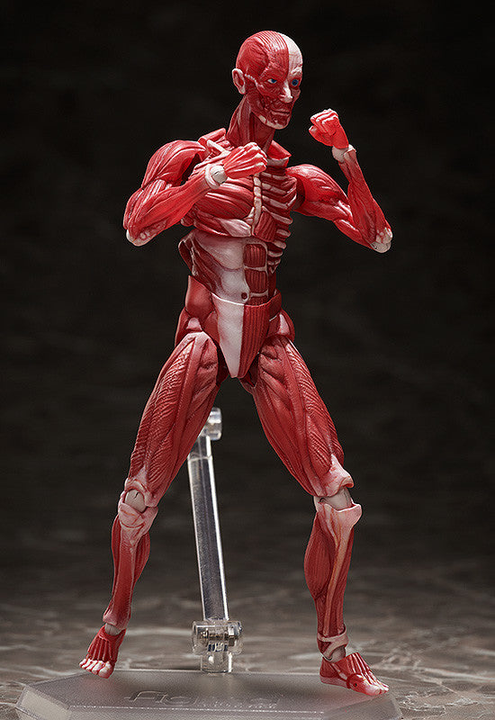 figma Human Anatomical Model