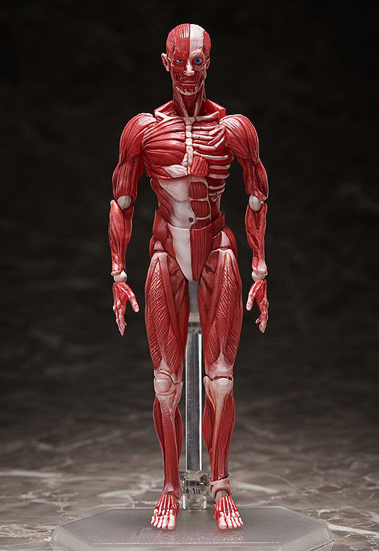 figma Human Anatomical Model
