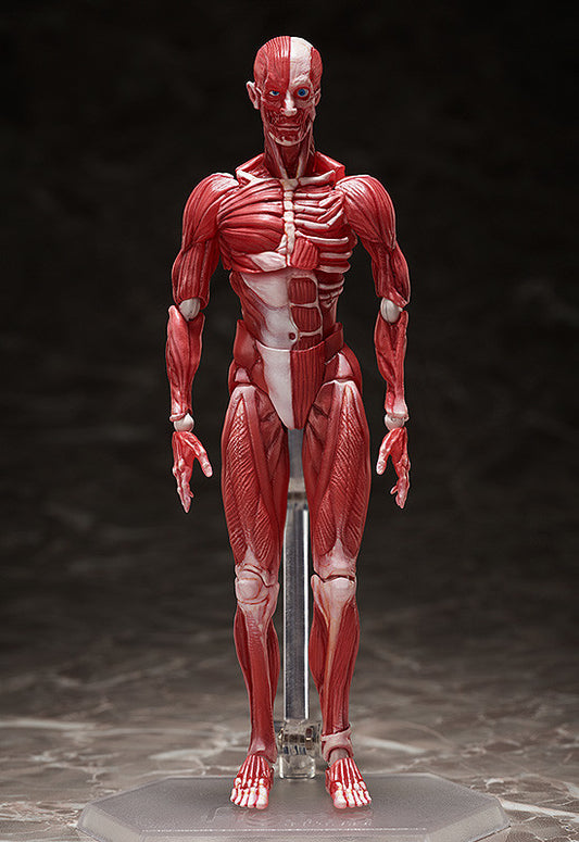 figma Human Anatomical Model