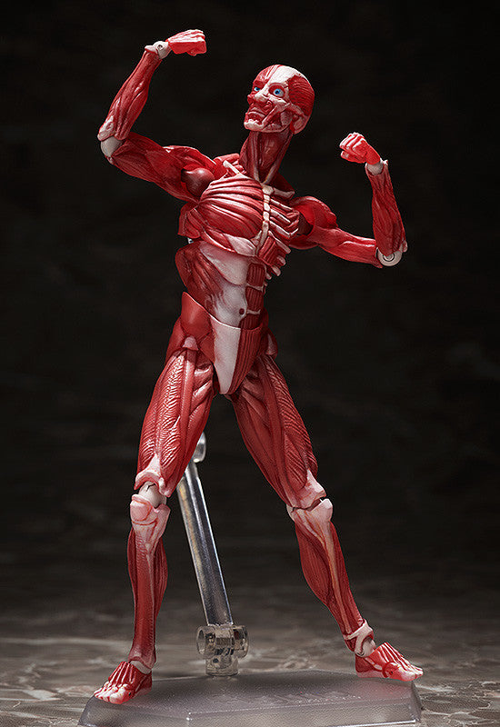 figma Human Anatomical Model